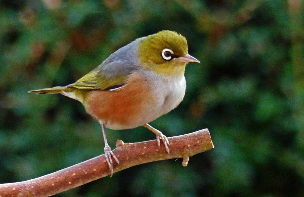 Foto Alam burung margasatwa paruh