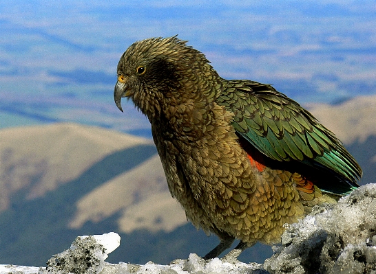 Nature bird wing wildlife Photo