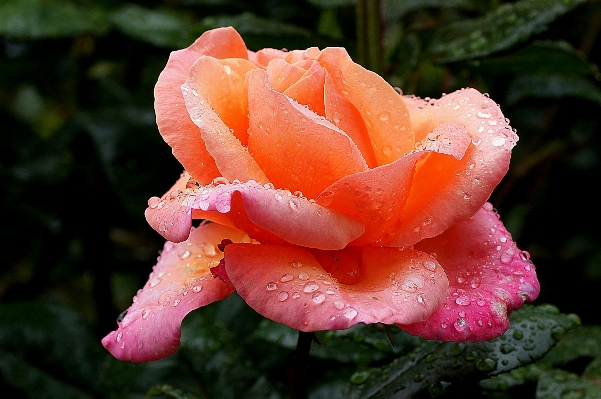 Blossom plant flower petal Photo