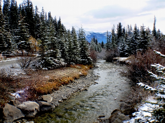 Landscape tree forest wilderness Photo