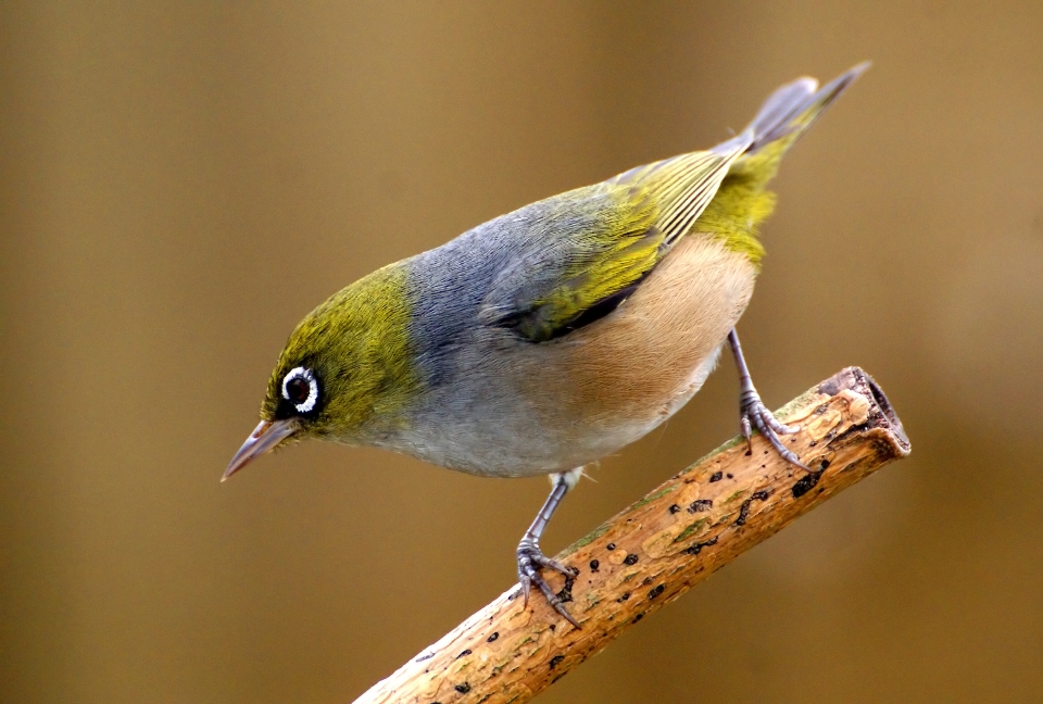 自然 鳥 野生動物 嘴