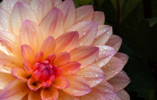 Blossom plant flower petal Photo