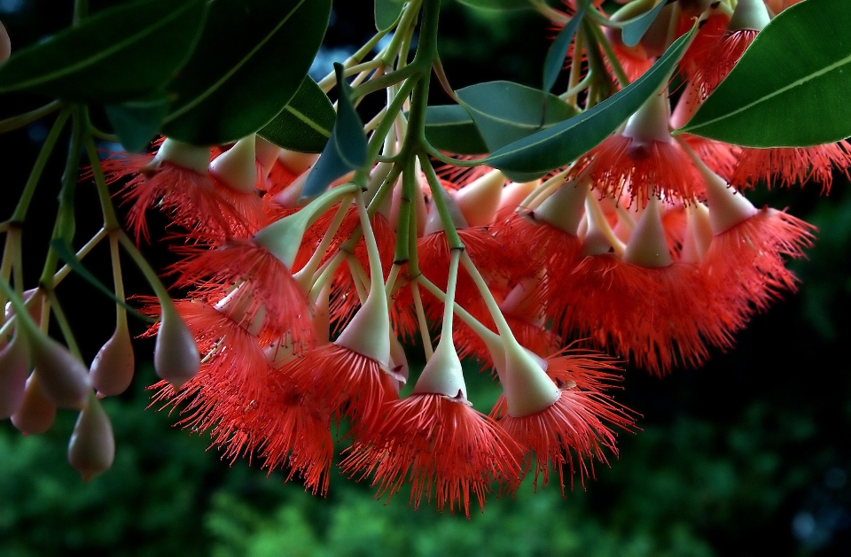 Albero natura fiore pianta