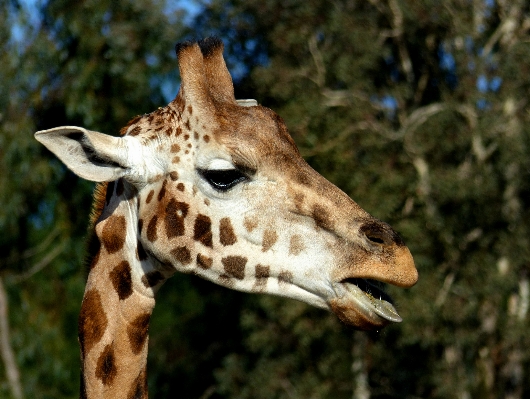 Wildlife zoo mammal fauna Photo