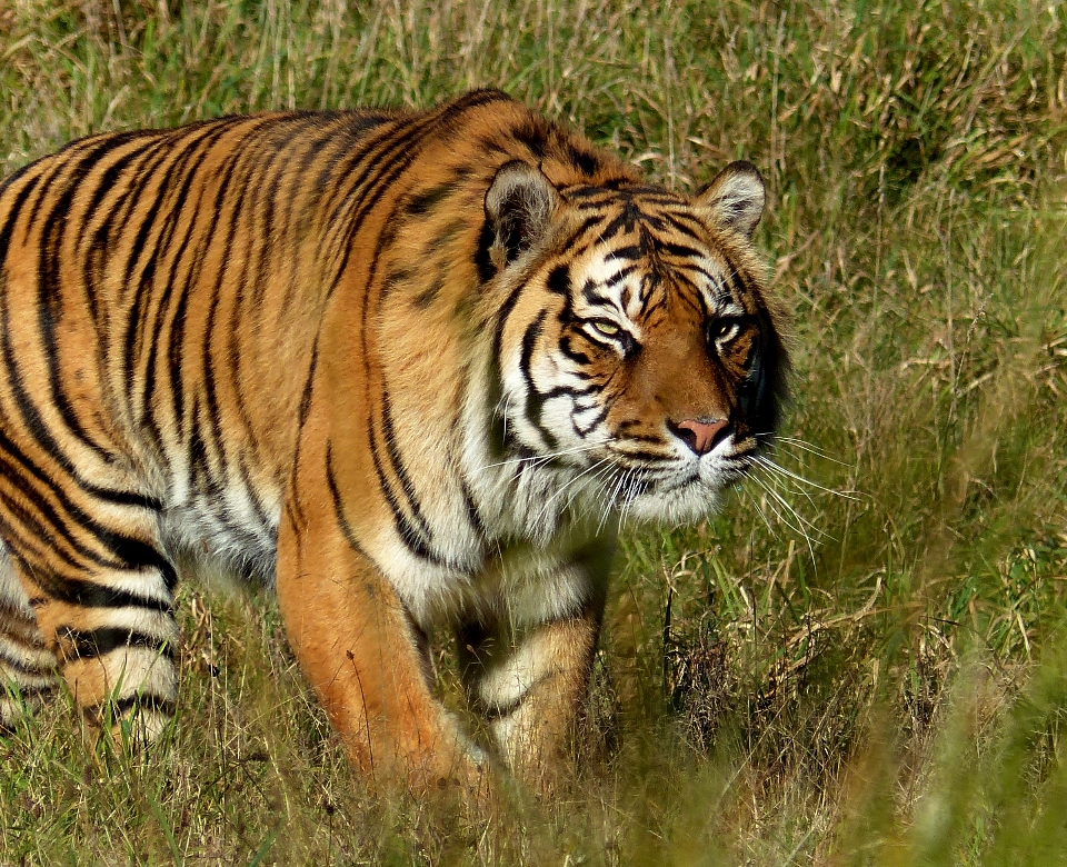 Faune zoo mammifère fauna