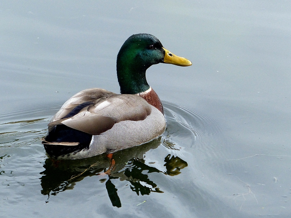 Acqua uccello ala animali selvatici