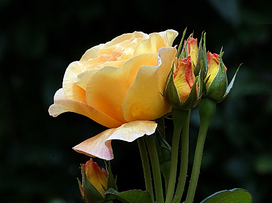 Nature blossom plant photography Photo