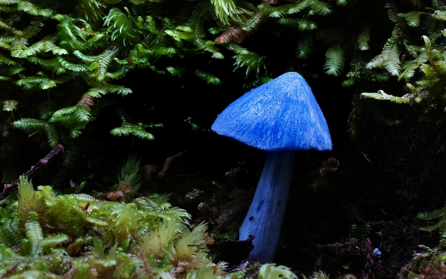 Foto Pohon alam hutan daun