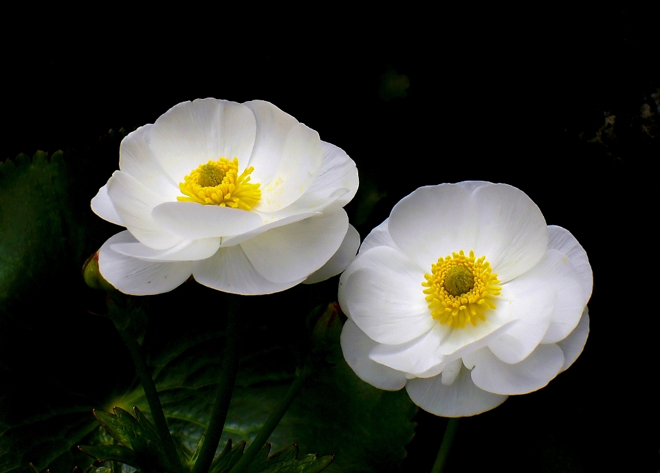 Natura fiore pianta petalo