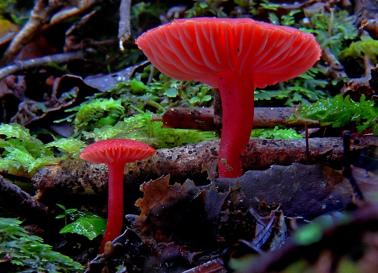 自然 森 葉 花 写真