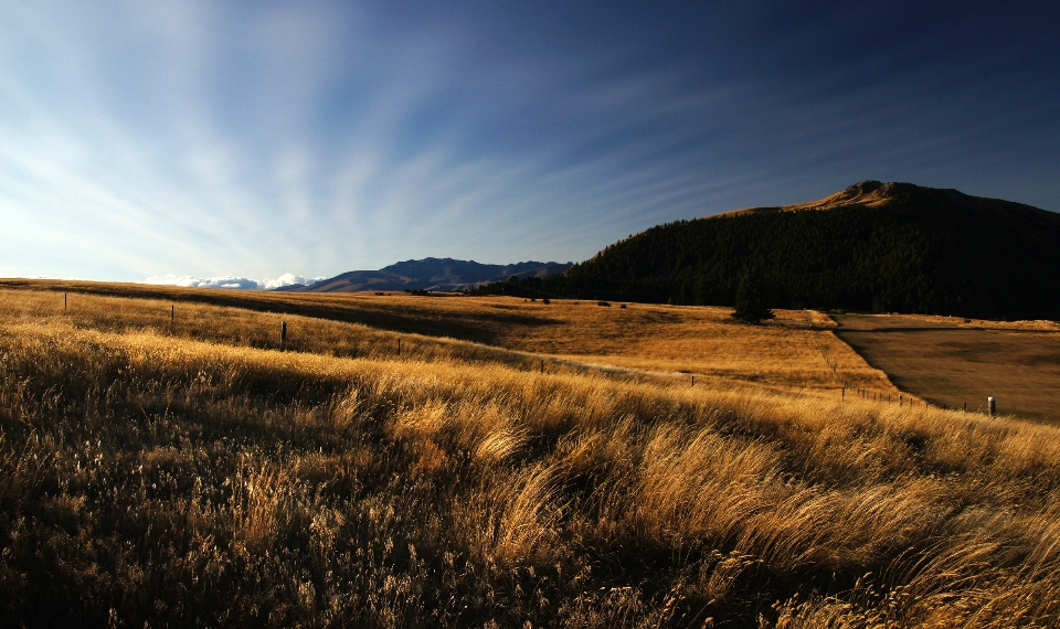 Landschaft baum natur gras