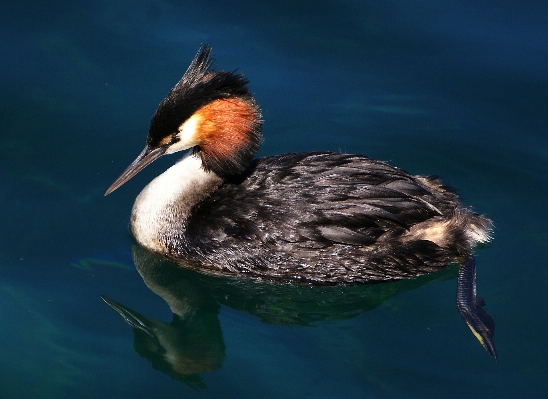 鳥 羽 野生動物 反射 写真