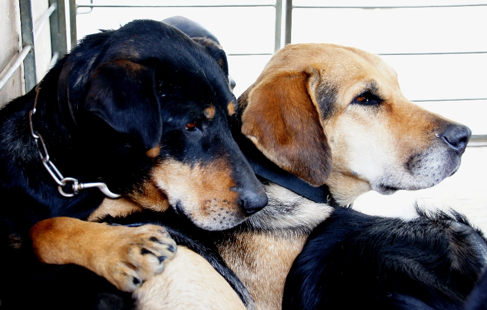 Filhote de cachorro agricultura mamífero