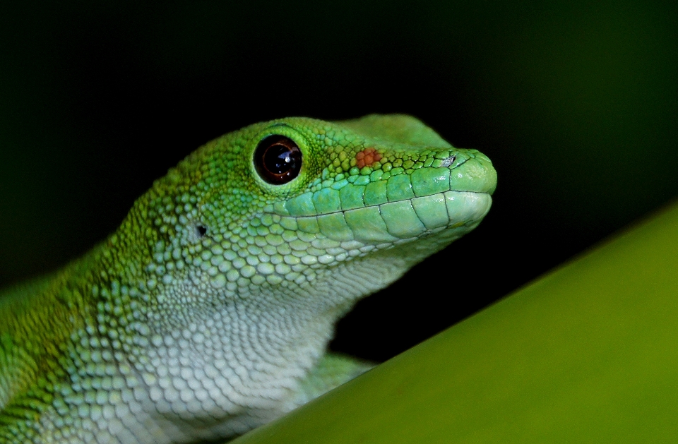 Natura verde rettile fauna