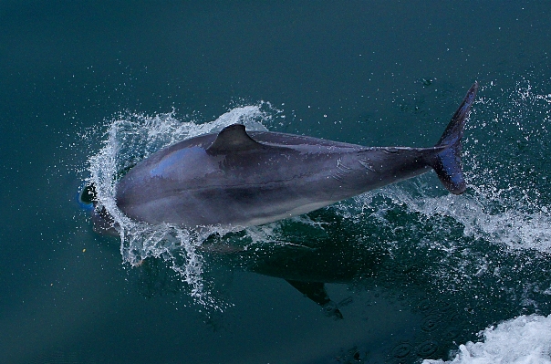 Sea ocean diving biology Photo