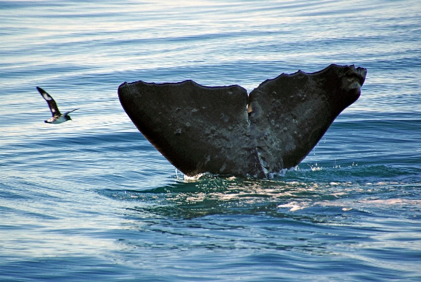 Sea ocean diving mammal Photo