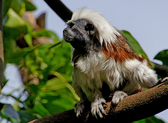 野生動物 哺乳類 fauna 霊長類 写真