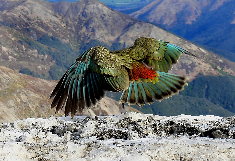 Alam gunung burung sayap