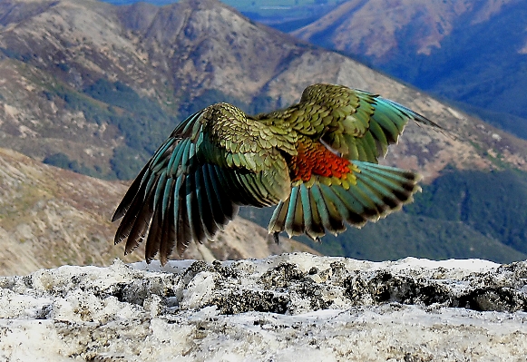 自然 山 鳥 羽 写真