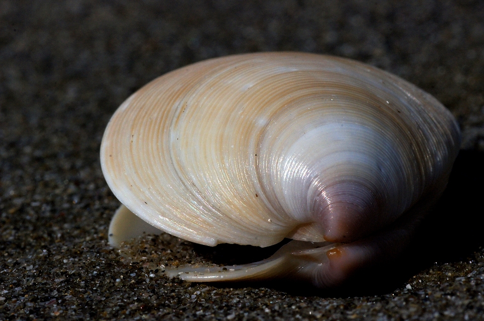 Seafood seashore fauna invertebrate