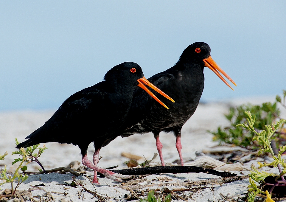 Beach bird wildlife beak