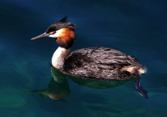 Bird wing reflection beak Photo