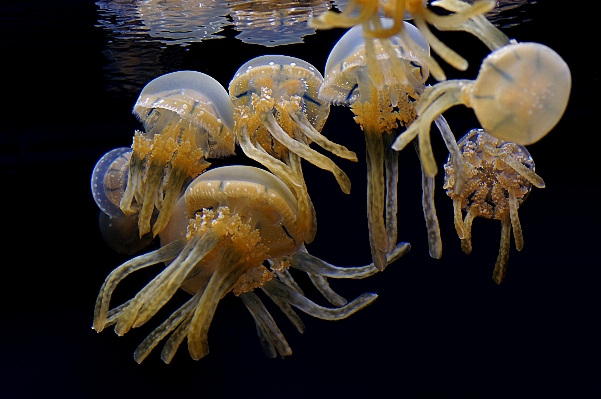 Foto Biologi makanan laut ubur kehidupan laut
