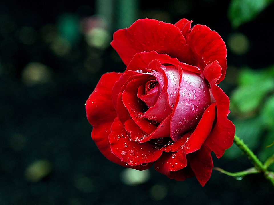 Usine fleur pétale rose