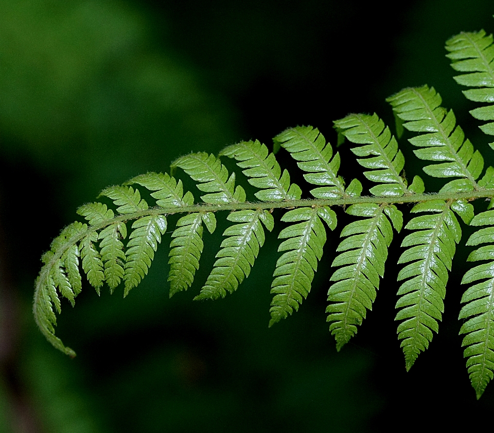 árbol naturaleza bosque rama