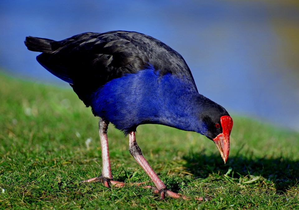 Alam burung sayap kolam