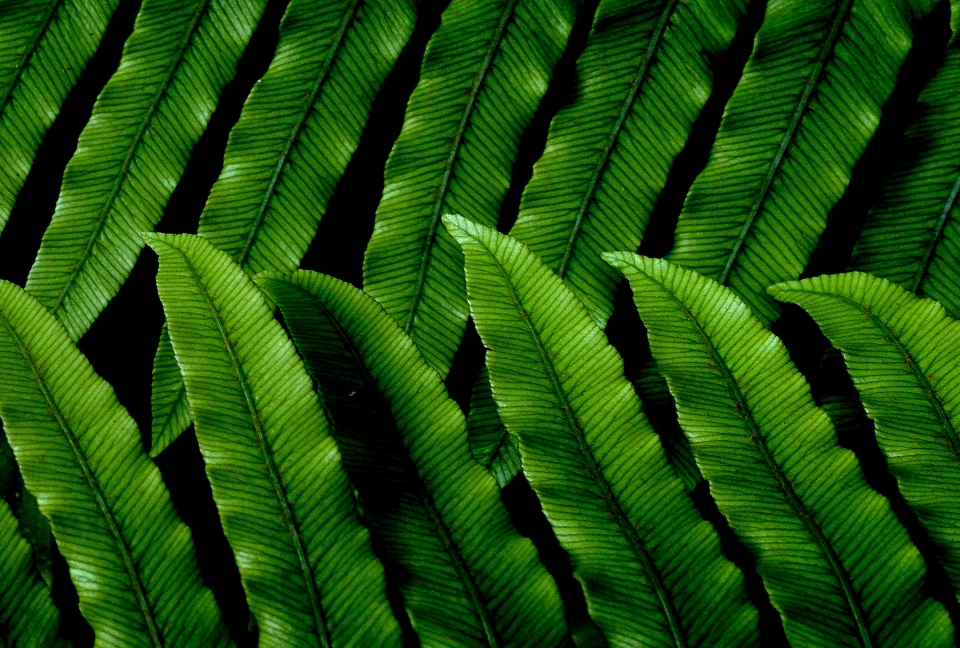 Albero erba ramo pianta