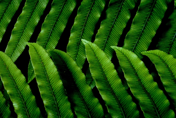 Photo Arbre herbe bifurquer usine