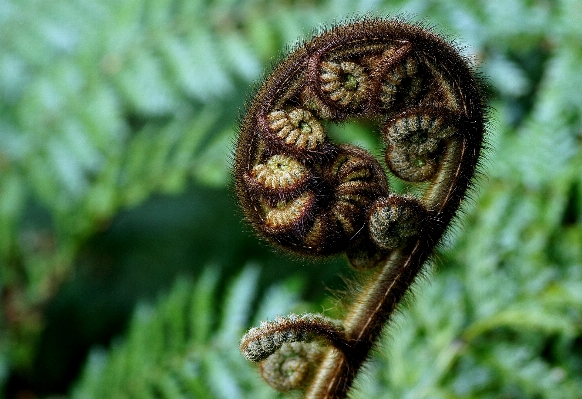 Foto Albero natura pianta fotografia