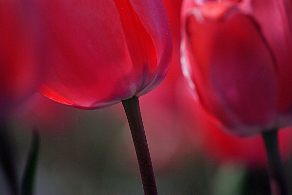 概要 植物 写真撮影 花 写真