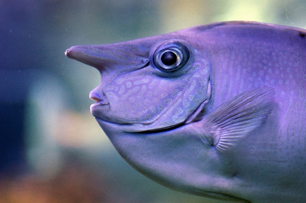 Underwater beak biology hawaii Photo