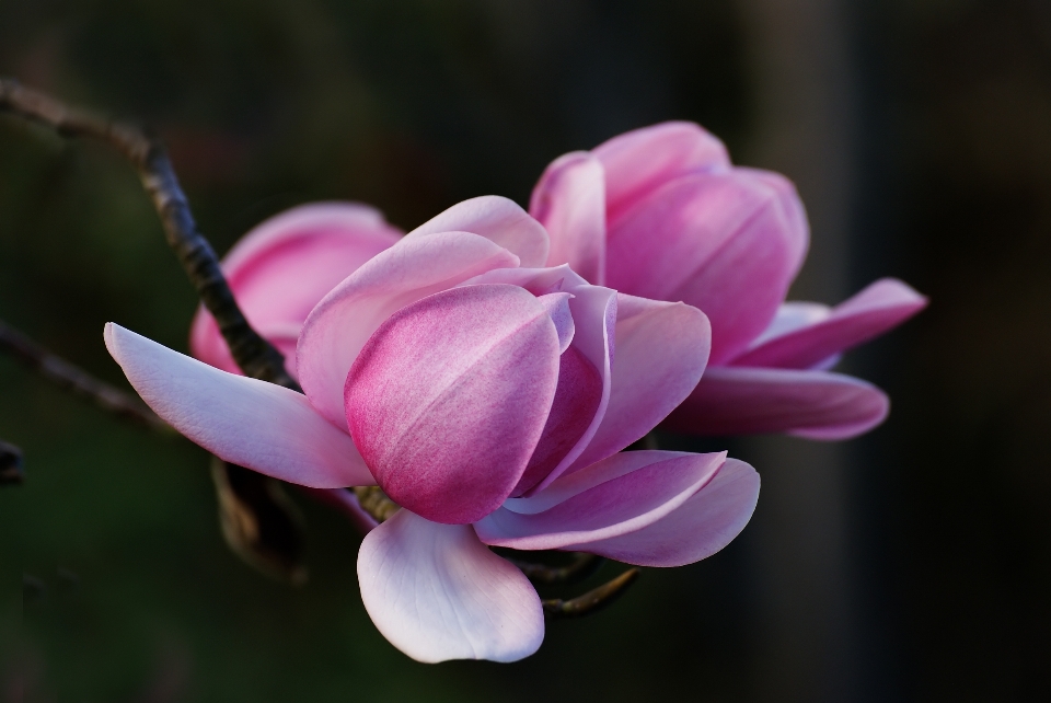 Blüte anlage fotografie blume