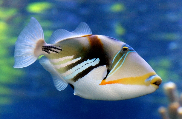 Underwater biology hawaii fish Photo