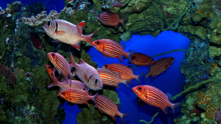 Flower diving underwater biology Photo