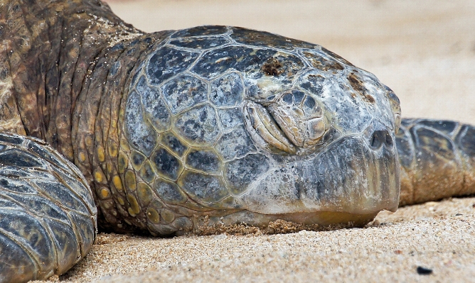 Beach wildlife turtle sea Photo