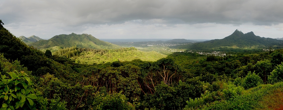 Paisaje árbol naturaleza bosque