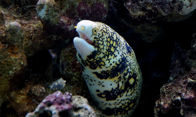 Foto Animais selvagens embaixo da agua biologia peixe