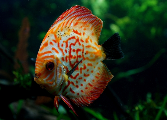 Flower underwater green biology Photo