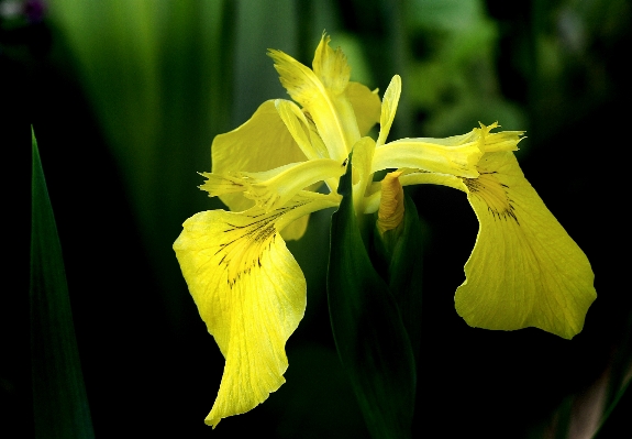 Nature plant photography leaf Photo