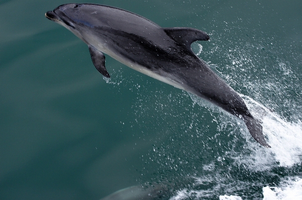 Sea biology mammal humpback whale Photo