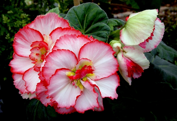 Blossom plant leaf flower Photo