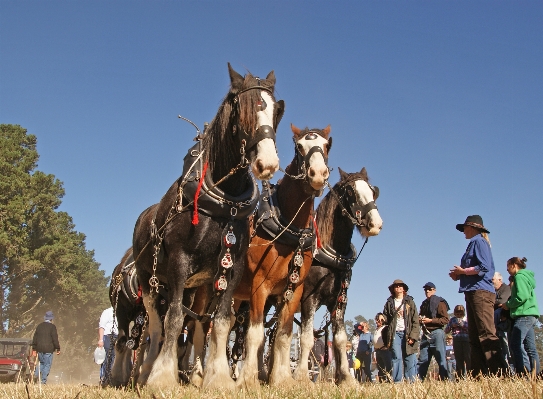 Farming horse sports sonyalpha Photo