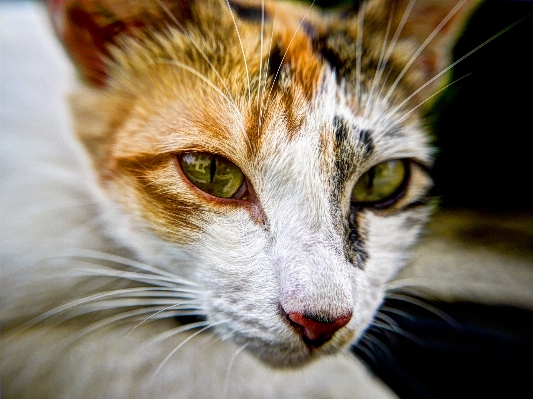 Foto Gatinho gato felino malhado
