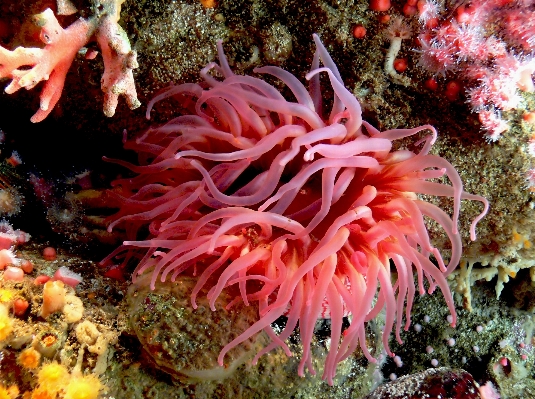 Foto Biologi karang batu karang
 invertebrata