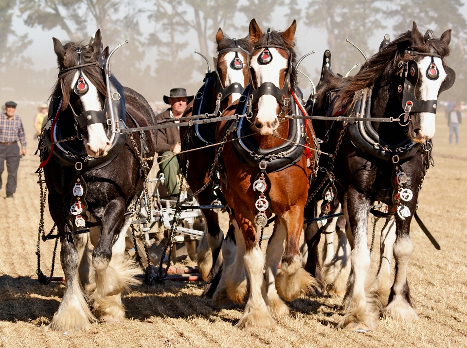 Agriculture cheval étalon les chevaux