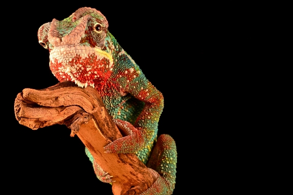 Photo Bifurquer reptile lézard caméléon
